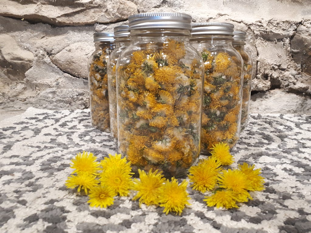 Dehydrated dandelions stored for the winter.