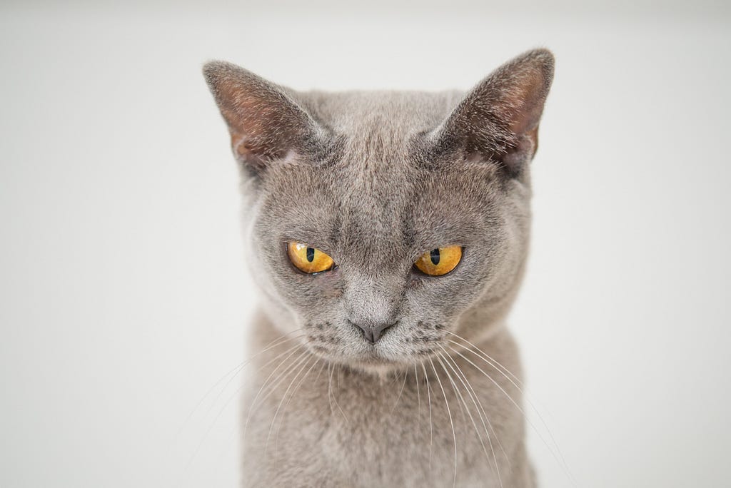 Gray cat with yellow eyes looking disapprovingly at you.