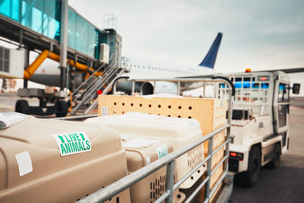 A truck tows three crates of live animals at an airport.