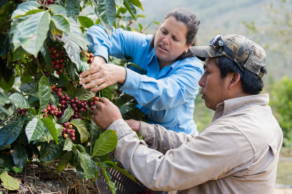 Miguel Méndez, a local organic coffee producer, harvesting coffee in December on the mountains of the Biosphere Reserve El Triunfo. (Credit: La Mano del Mono)