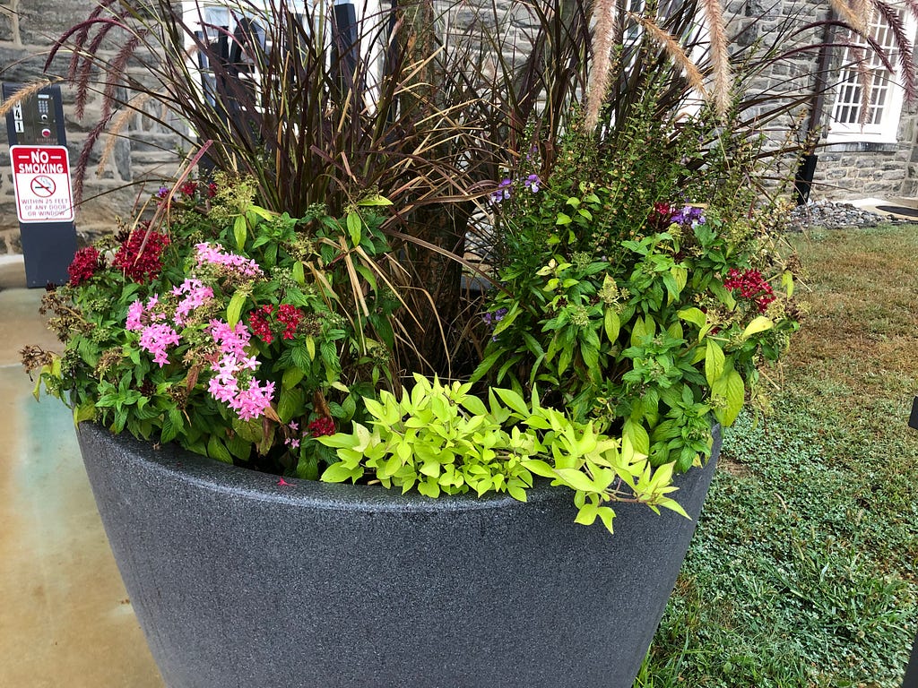 Up-close view of planter featuring bright green ivy-like plant taken on October 3rd 2019