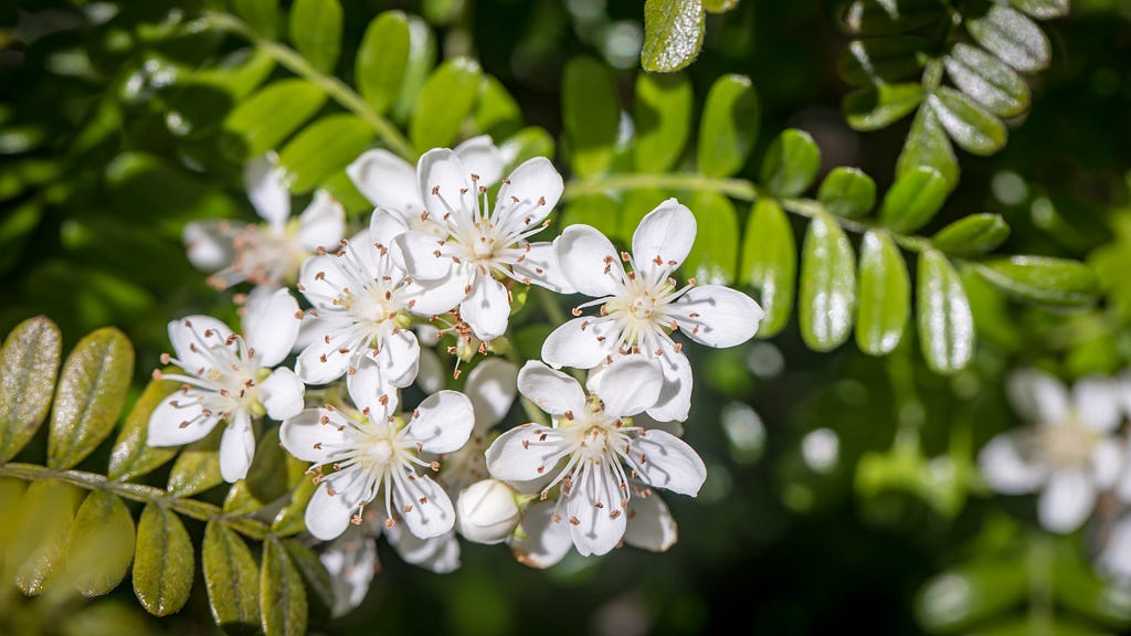 A cluster of white ʻūlei flowers and green leaves