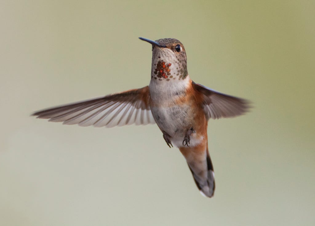 A female rufous hummingbird hovers in the air.
