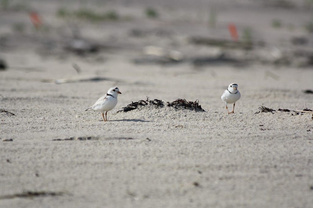 two adult plovers on a flat sandy beach