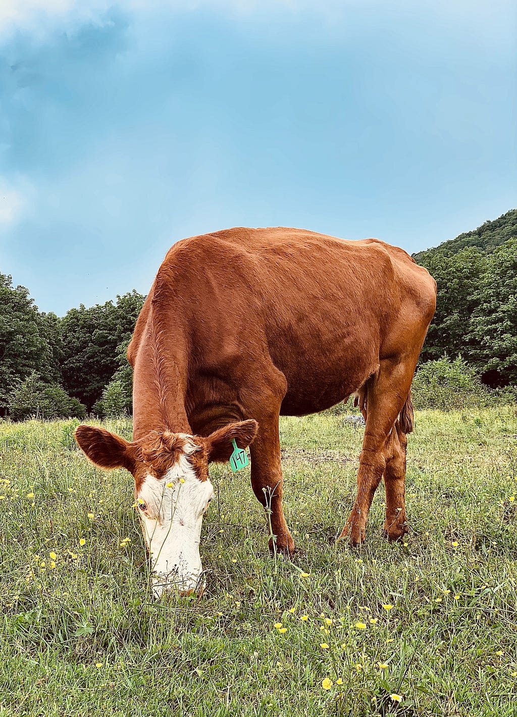 Cow grazes in George Washington and Jefferson National Forests, Virginia