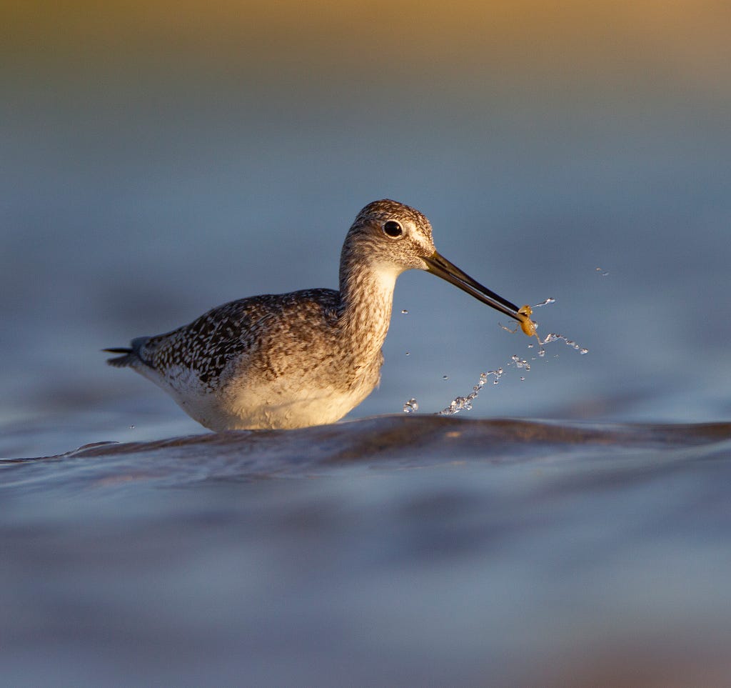 Greater Yellowlegs (Tringa melanoleuca) wading in the water eating nymphs.