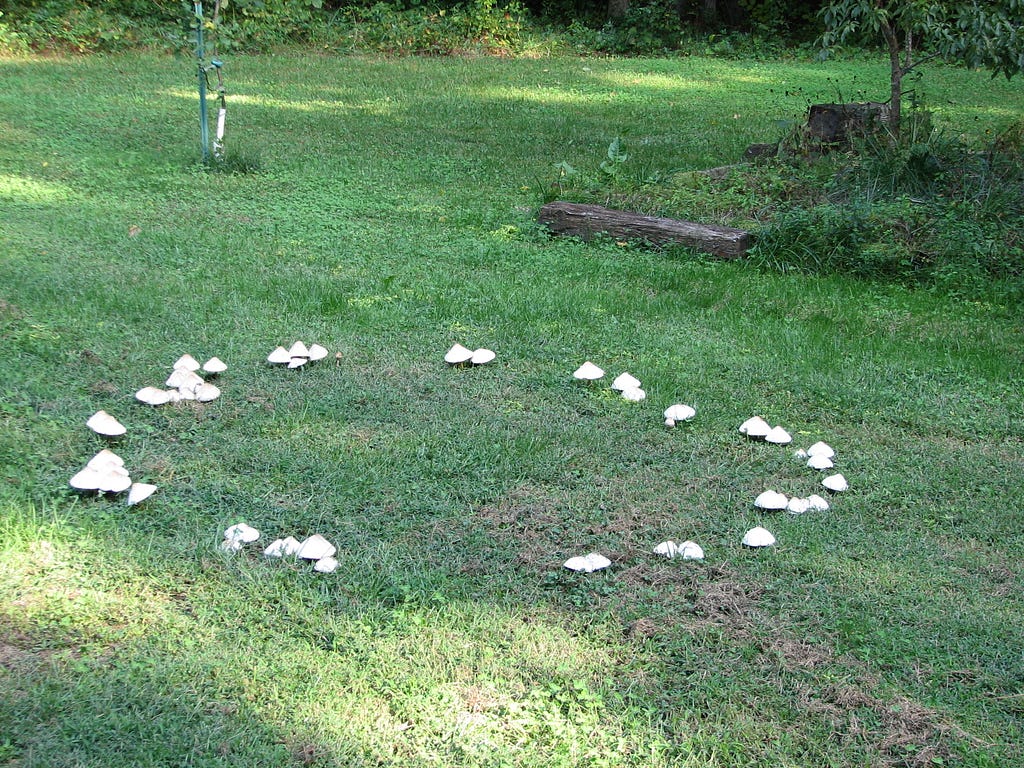 Photo of a circle of mushrooms in the grass.