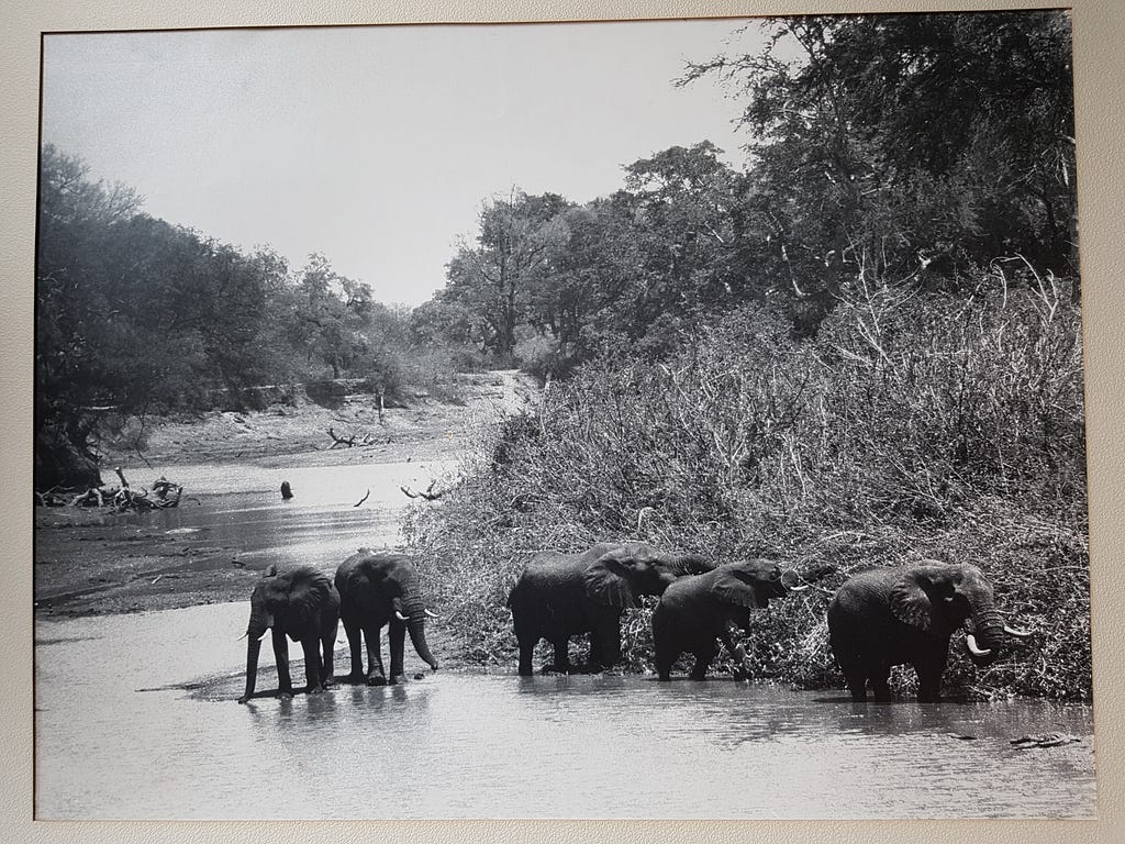 Black-and-white photograph of five elephants grazing on the banks of a river, with a crocodile looking on.