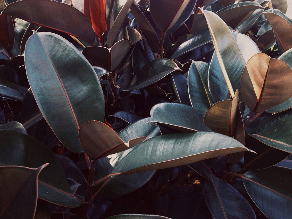 Lush, shiny leaves characterize the burgundy rubber tree plant.