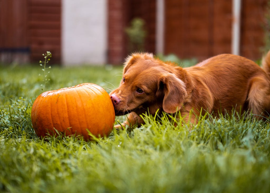 cute red puppy sniffing pumpkin in the grass. Photo by Jamie Street on Unsplash