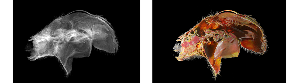 Comparison of X-ray imaging and Graeaex Models for the same subject, an ant abdomen