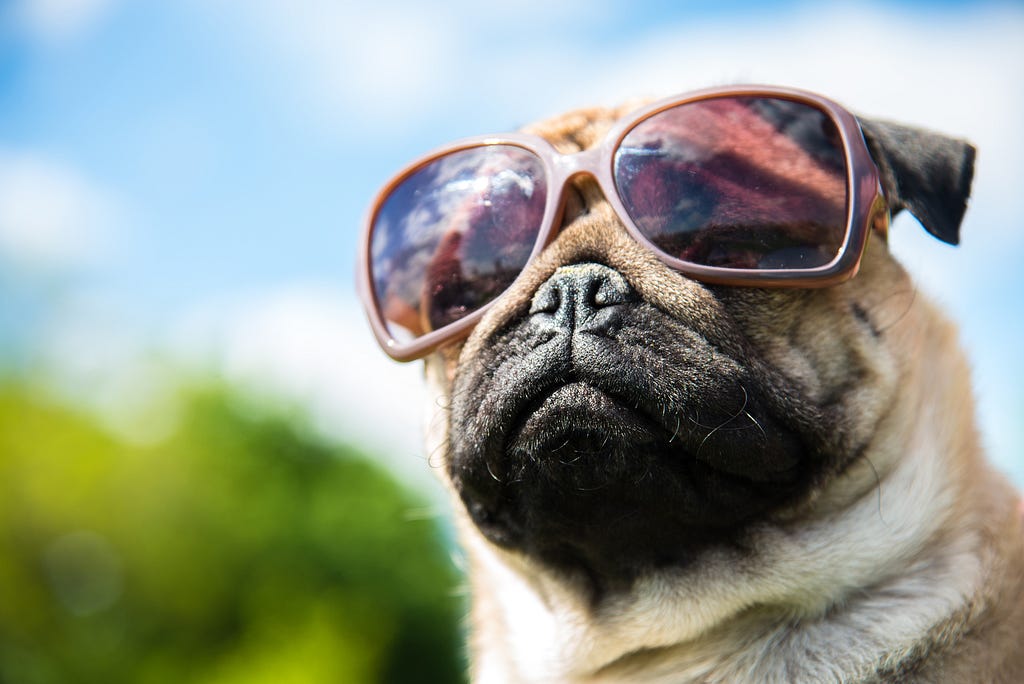 pug with sunglasses