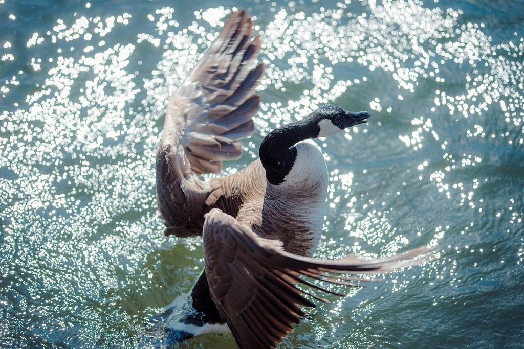 A Canada goose landing in water