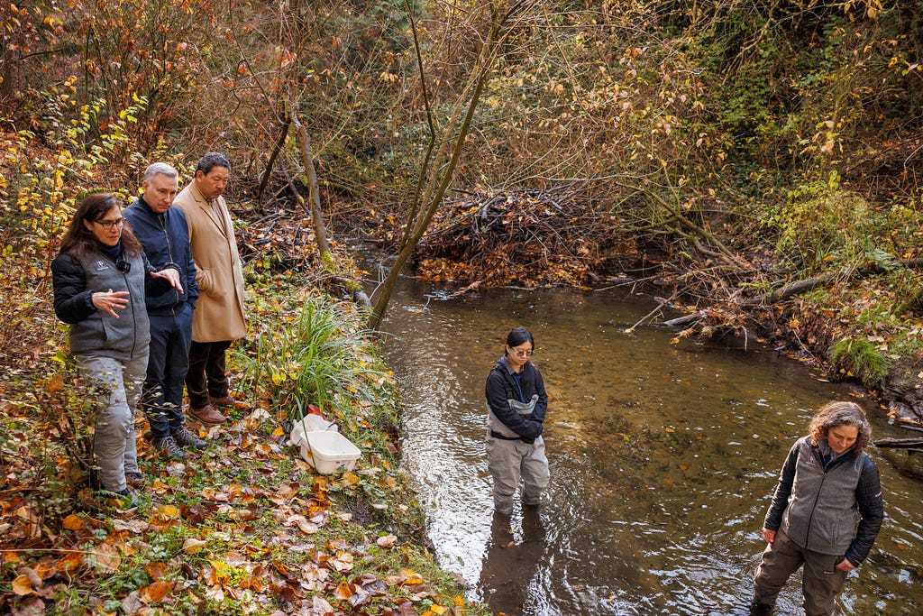 Executive Constantine and scientists survey a local stream.