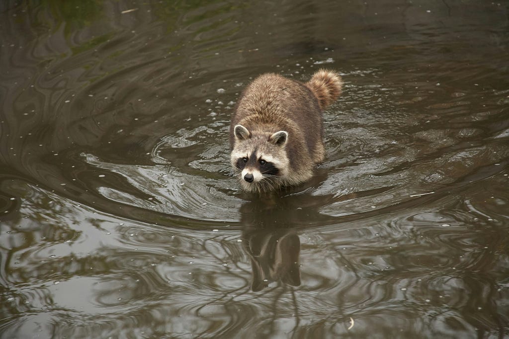 A raccoon in a stream.