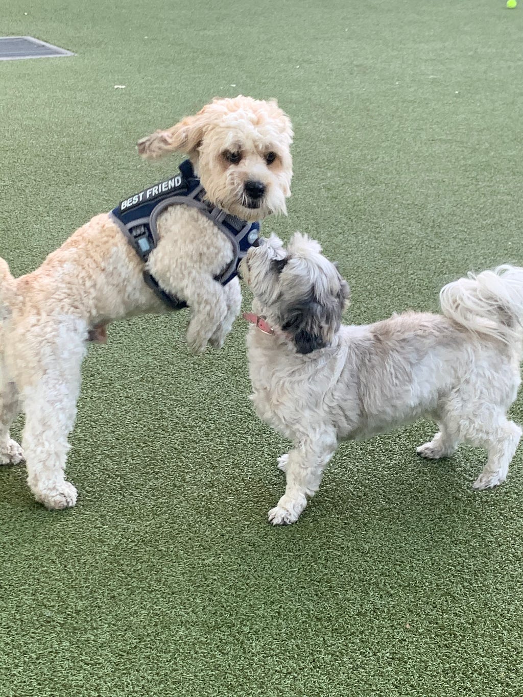 A picture of my dog, Albus with another dog at the West Hollywood dog park