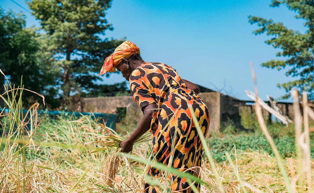 A Senegalese Rice Farmer