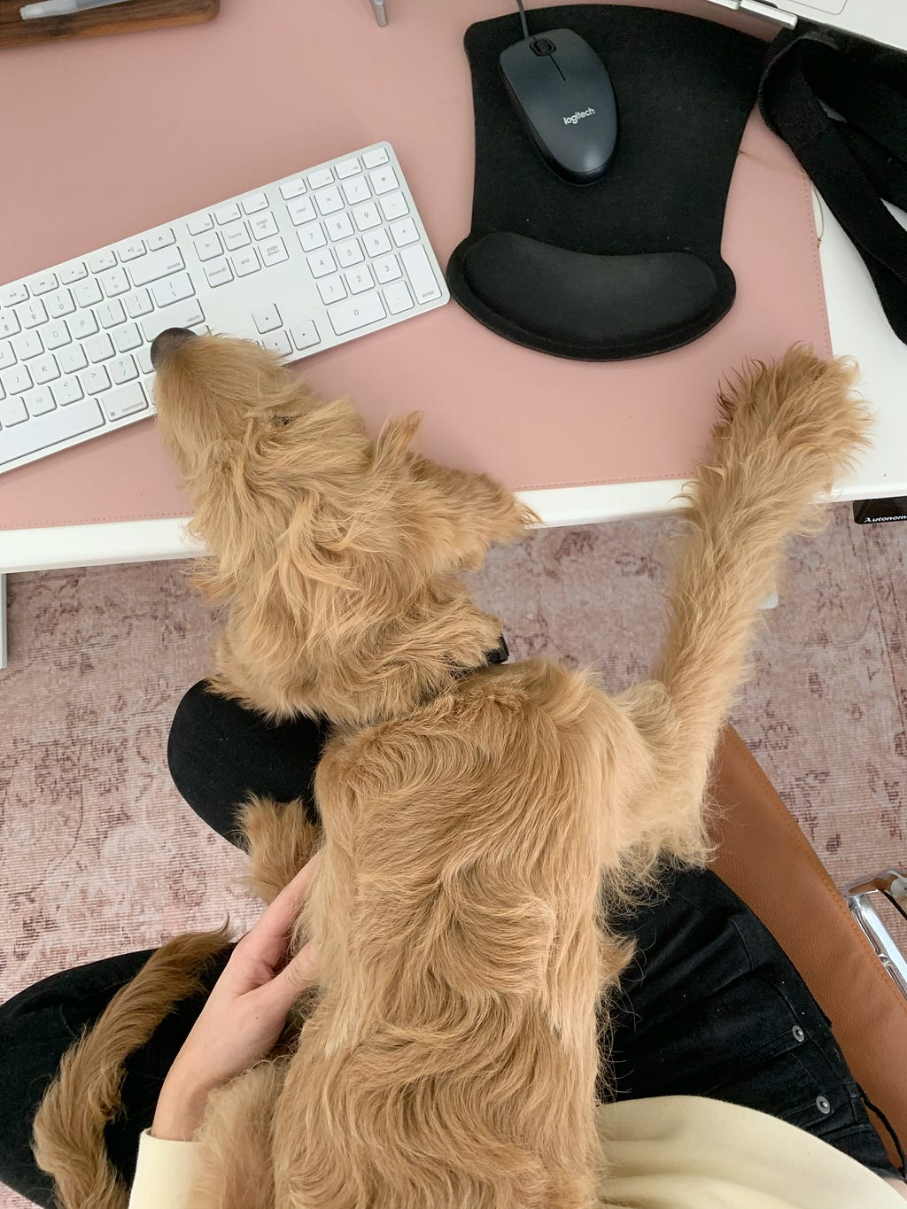 An overhead image of a goldendoodle puppy with heading resting on a desk next to a keyboard.