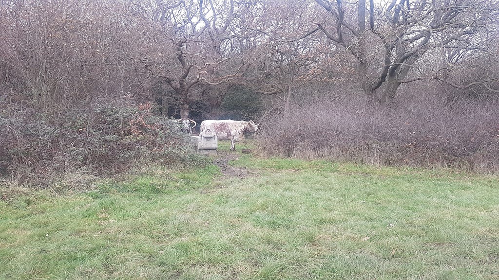 some cows in Epping Forest in a gap in a hedge