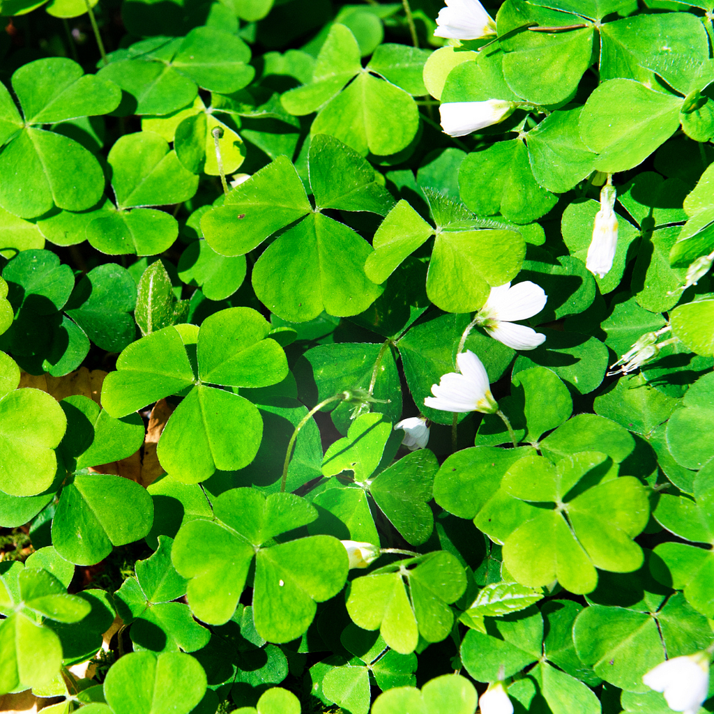 Close-up of lush green wood sorrel (Oxalis acetosella) with its characteristic trifoliate leaves and small white flowers.