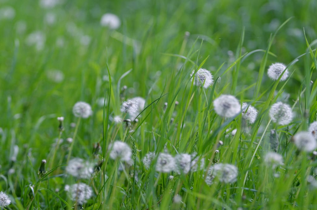 Dandelion clocks. Photo Sheila Sharpe-Beasley