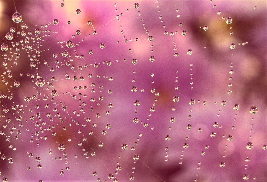 Foto de uma teia de aranha com gotas de água em seus fio.