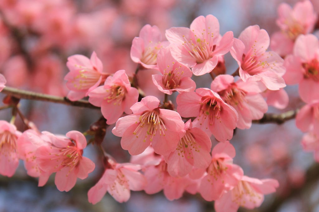 close up of cherry blossom flowers