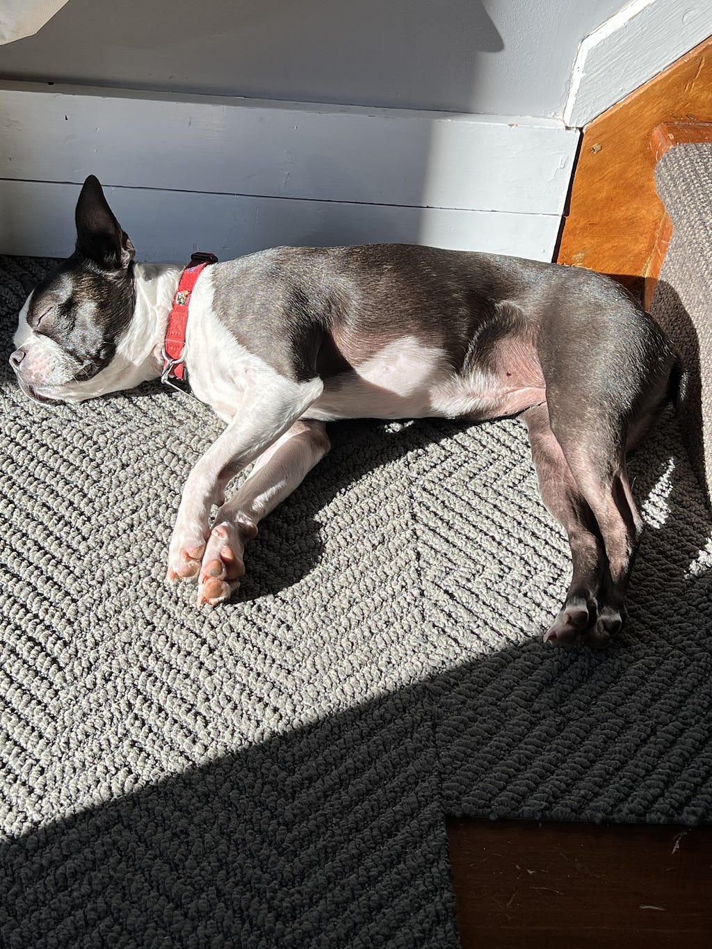 dog lying in the sun