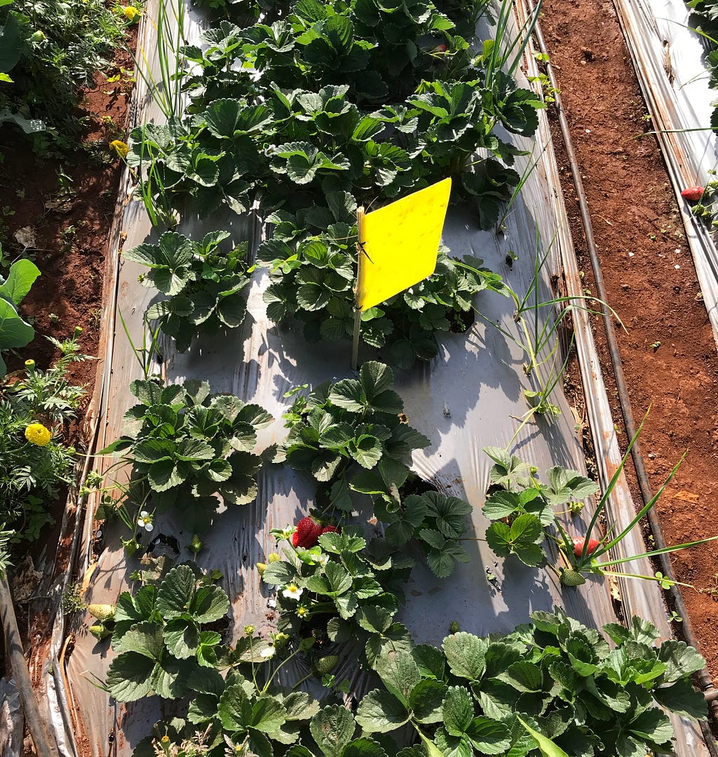 A strawberry farm prepared for cultivation with bunds covered in plastic sheet and insect paper