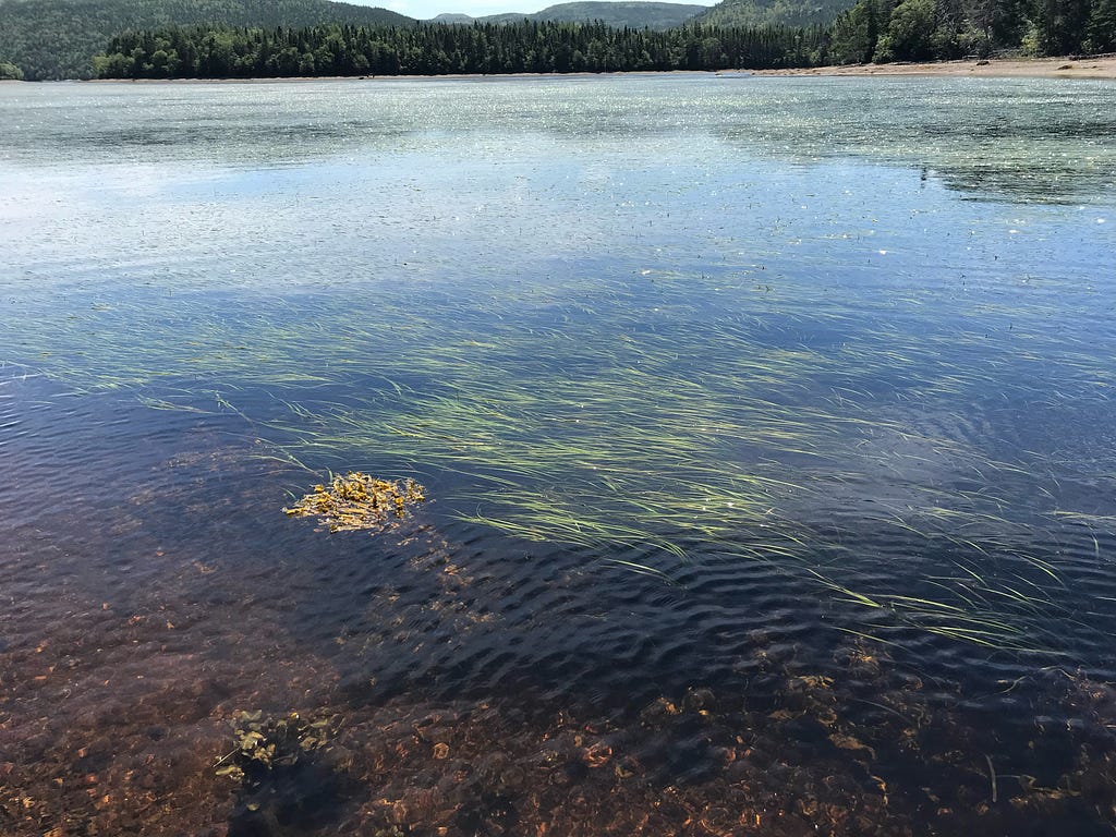 An image of eelgrass under water.