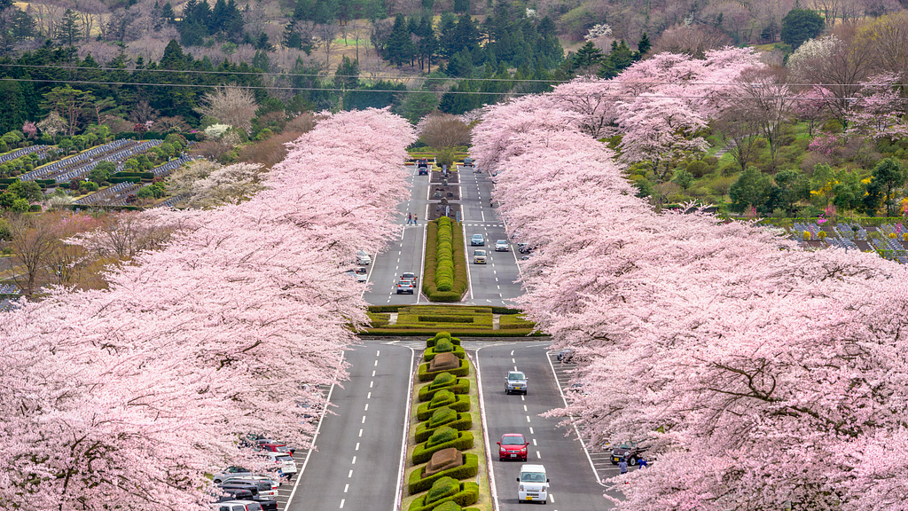 Cars driving on highway bordered on both sides with pink flowering trees