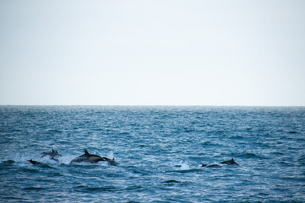 A pod of dolphins swims past Dana Point, California. Several fins appear above the surface of the water.