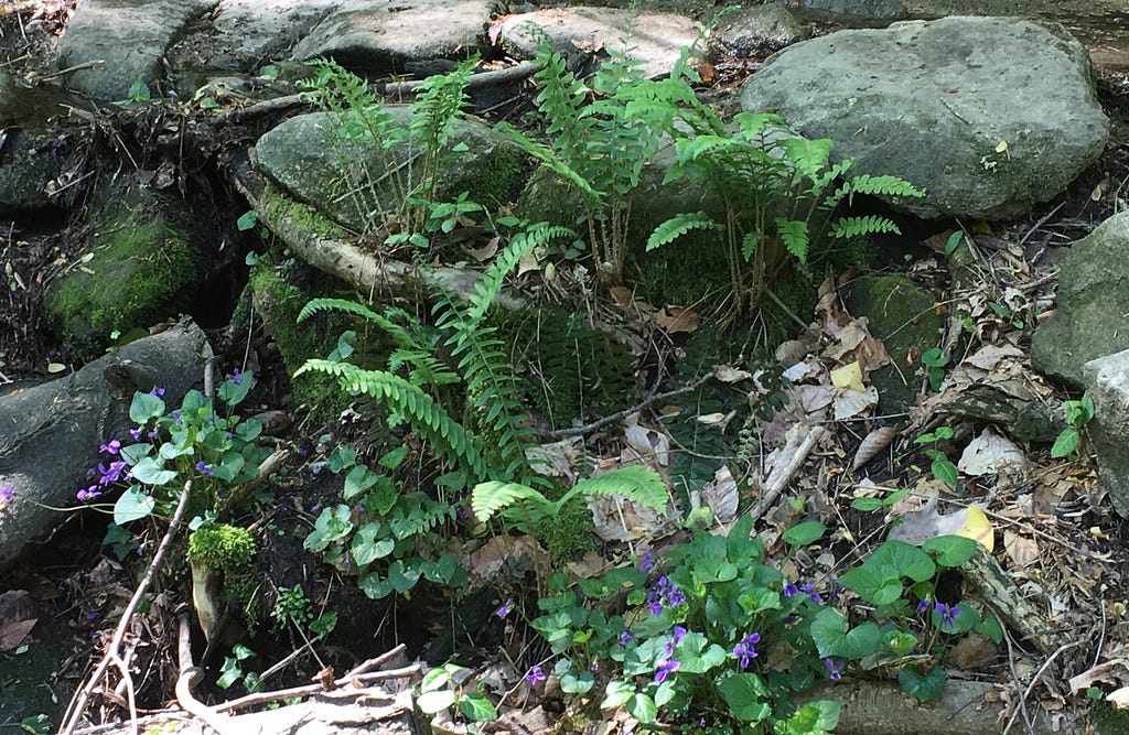 Violets beside stream bank