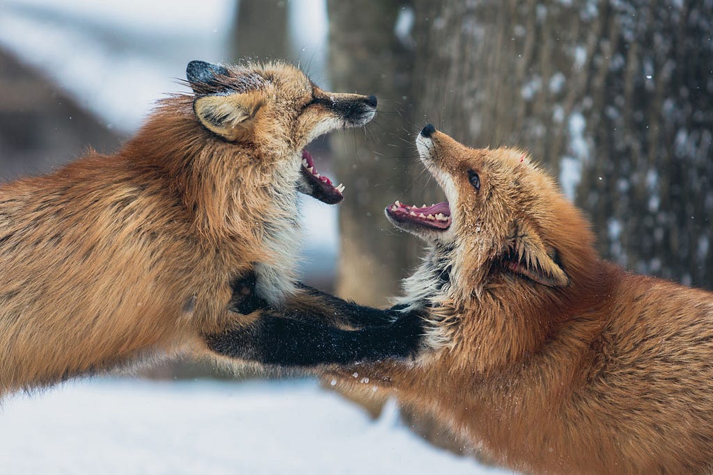 Two foxes (the actual animals) engaged in a fight — trying to bite each other.