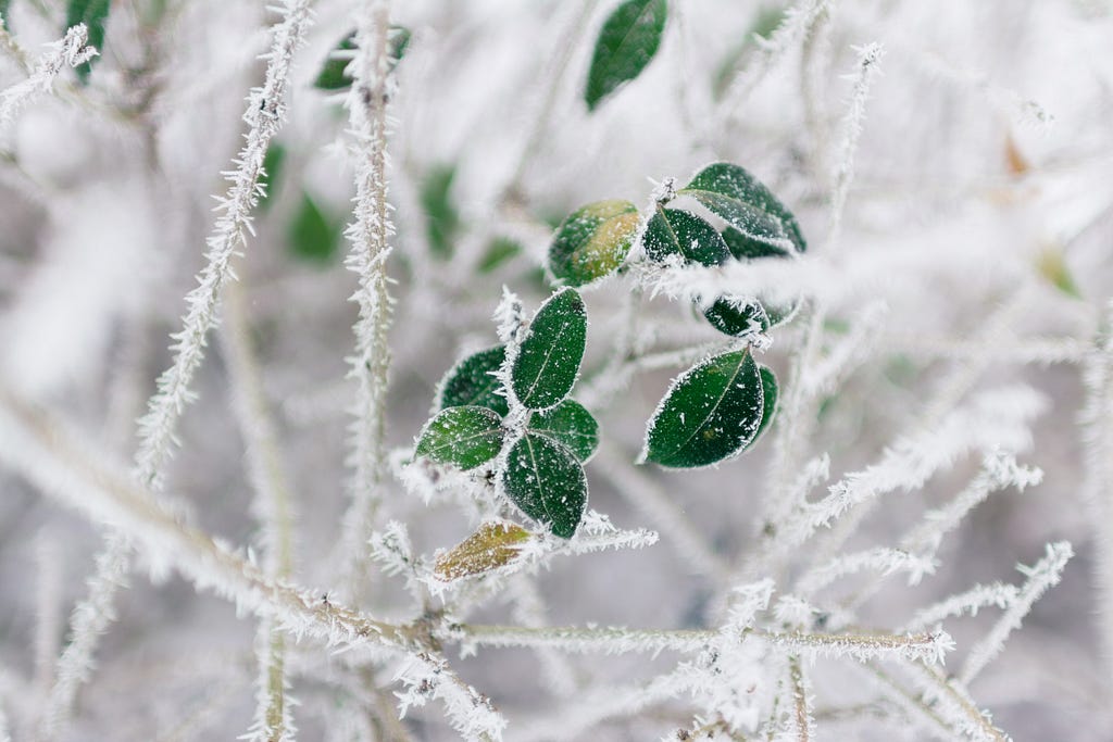 hoar frost on leaves