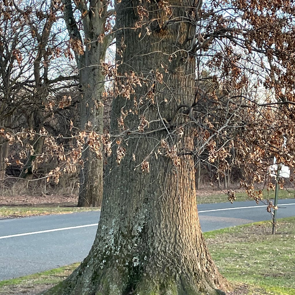 Winter tree with many brown leaves still hanging on small branches coming out of the trunk.