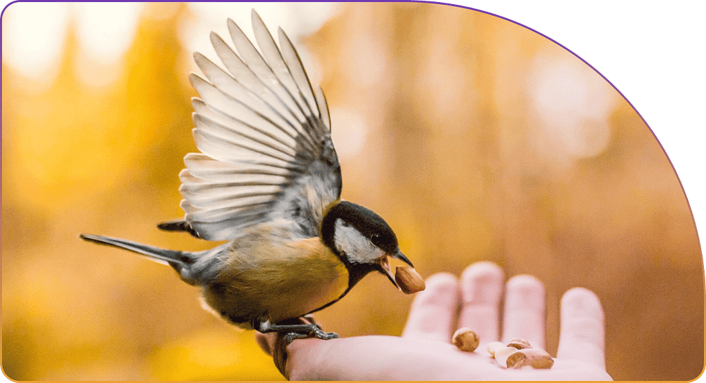 Bird eating from a hand