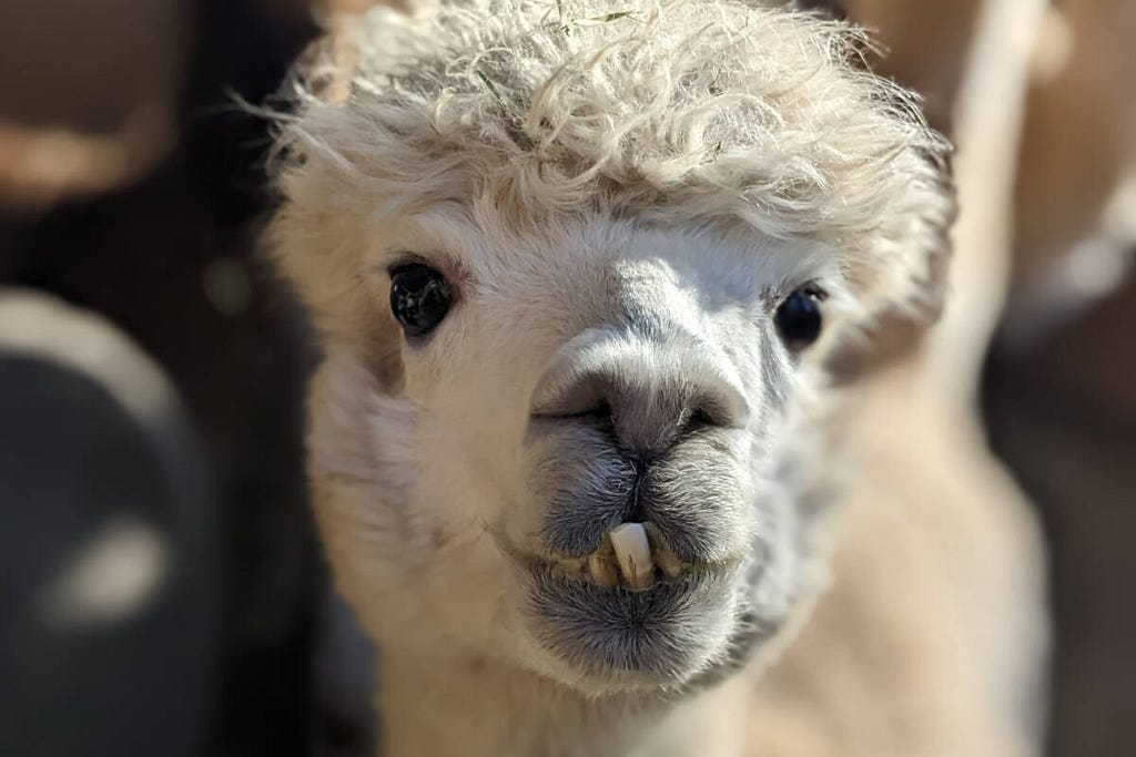 Photo of an Alpaca