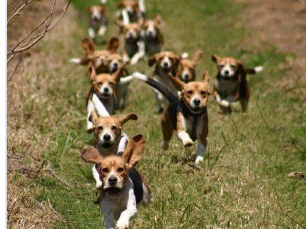 A pack of running beagles