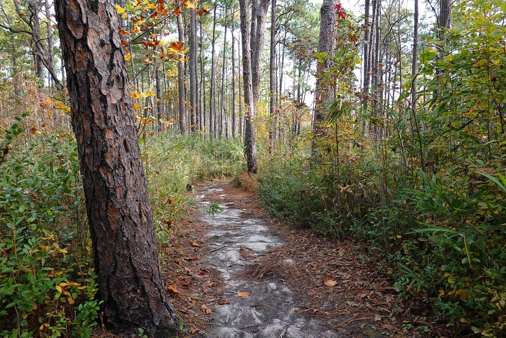A pathway with shrubbery and trees