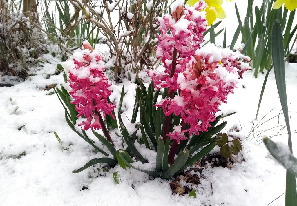 Pink hyacinths in snowy ground.