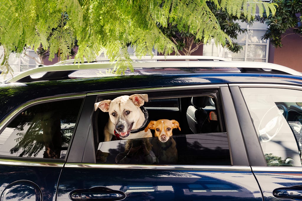 Two dogs looking out of the rear window of a parked car, with green foliage in the background.