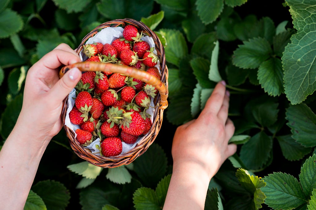 How To Plant Bare Root Strawberries With spring comes one of the most consumed and appreciated fruits. Nothing is more pleasant than some fresh, recently harvested strawberries. When picking up our strawberry seedlings at the nursery or specialized store, we may choose to have them delivered to us in bunches and with their roots exposed; It will be cheaper and easier to transport than in pots. These strawberries have been extracted from the substrate with their complete roots; They are cleaned a