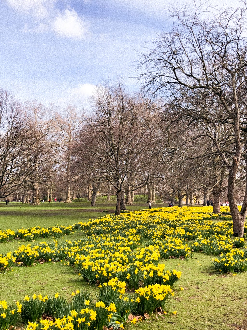 a sea of bright yellow daffodils in the foreground. behind them are bare trees stretching back, and a gentle blue sky dotted with clouds. lines of people who appear as small as ants weave through the trees far into the distance.