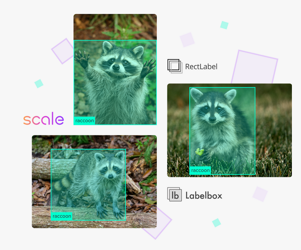 Three images of a raccoon with teal bounding boxes around each raccoon.