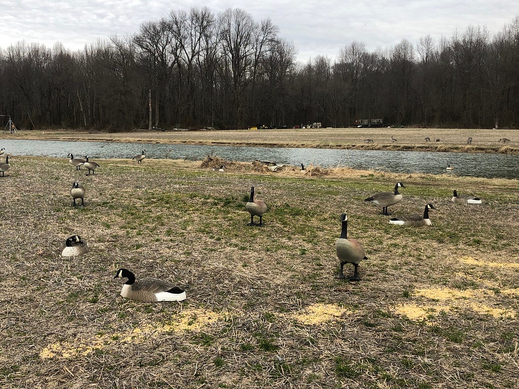 A field with goose decoys and feed corn scattered on the ground