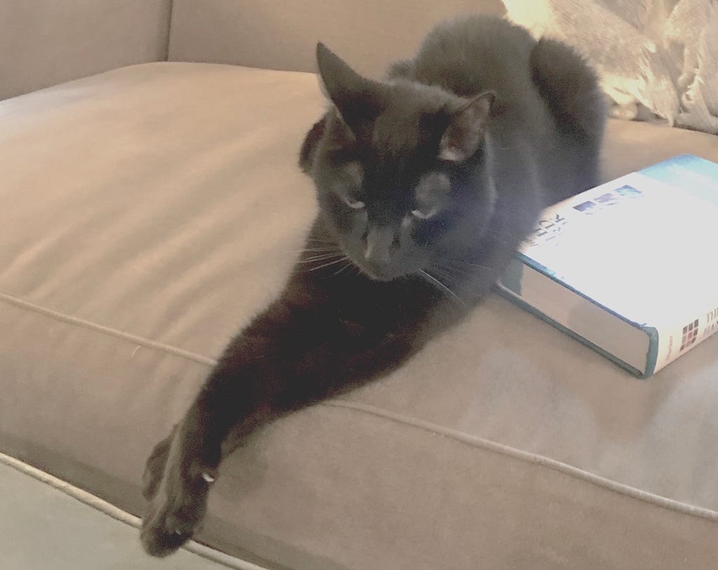 A picture of Lily, a black cat, on the sofa. She’s in a pensive pose.