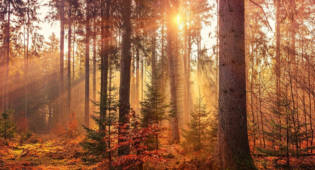 Image de couverture : forêt avec arbres droits et soleil couchant