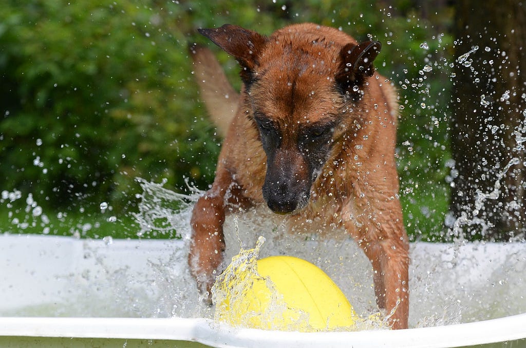 a dog playing with a ball