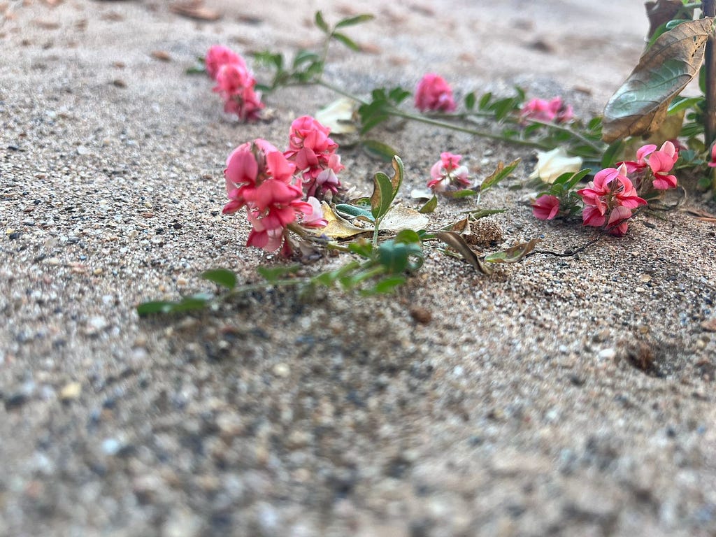 A close up of pink flowers on a rock